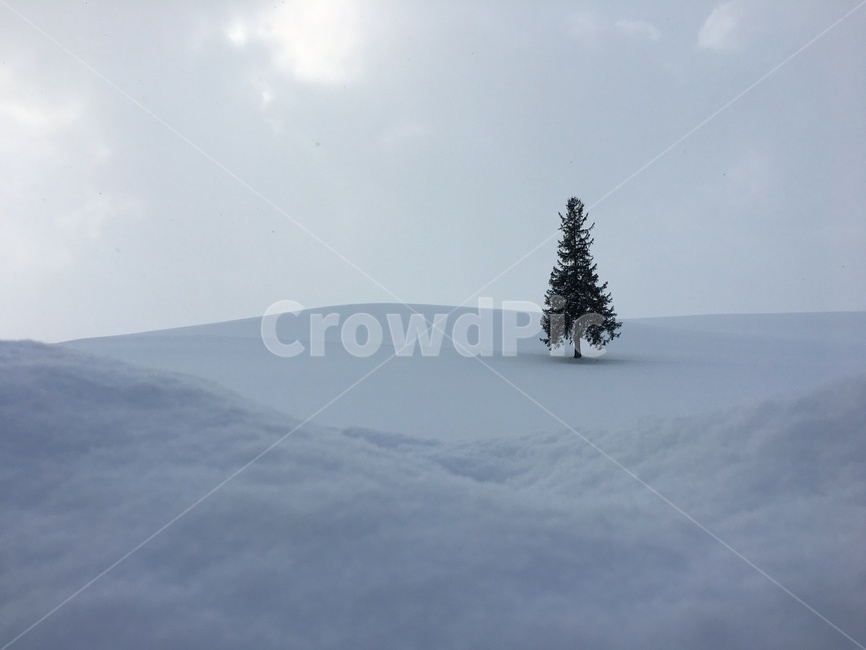 겨울,눈,winter,snow,설경,겨울,계절,winter,season,자연,풍경,nature,landscape,tree,나무,plant,식물,fir,전나무,ornament,장식,christmas tree,크리스마스 트리