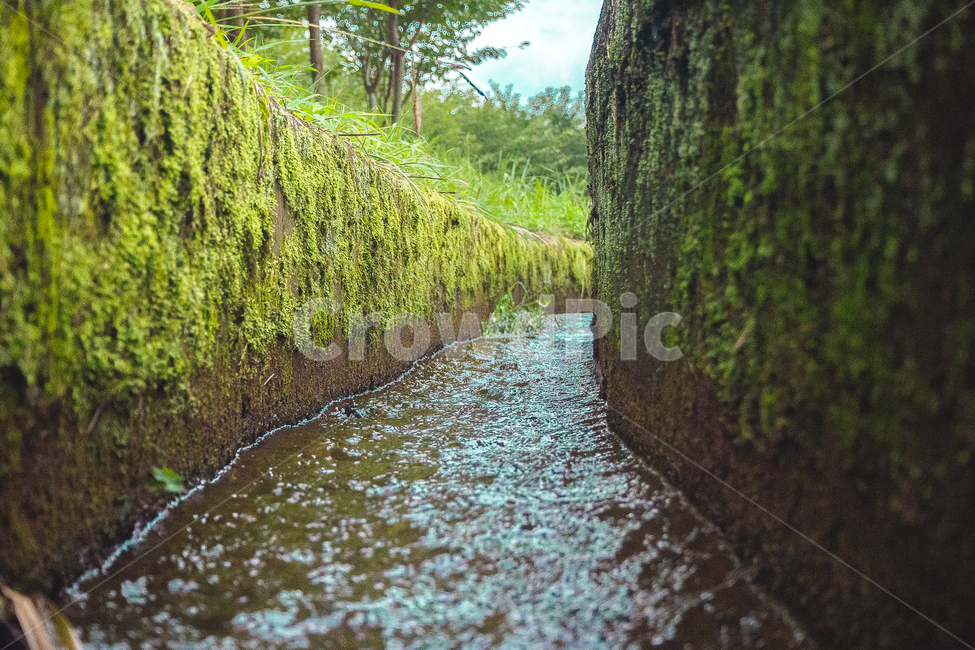수로,물,이끼,곡선,water,moss,green,자연,풍경,nature,landscape,plant,식물