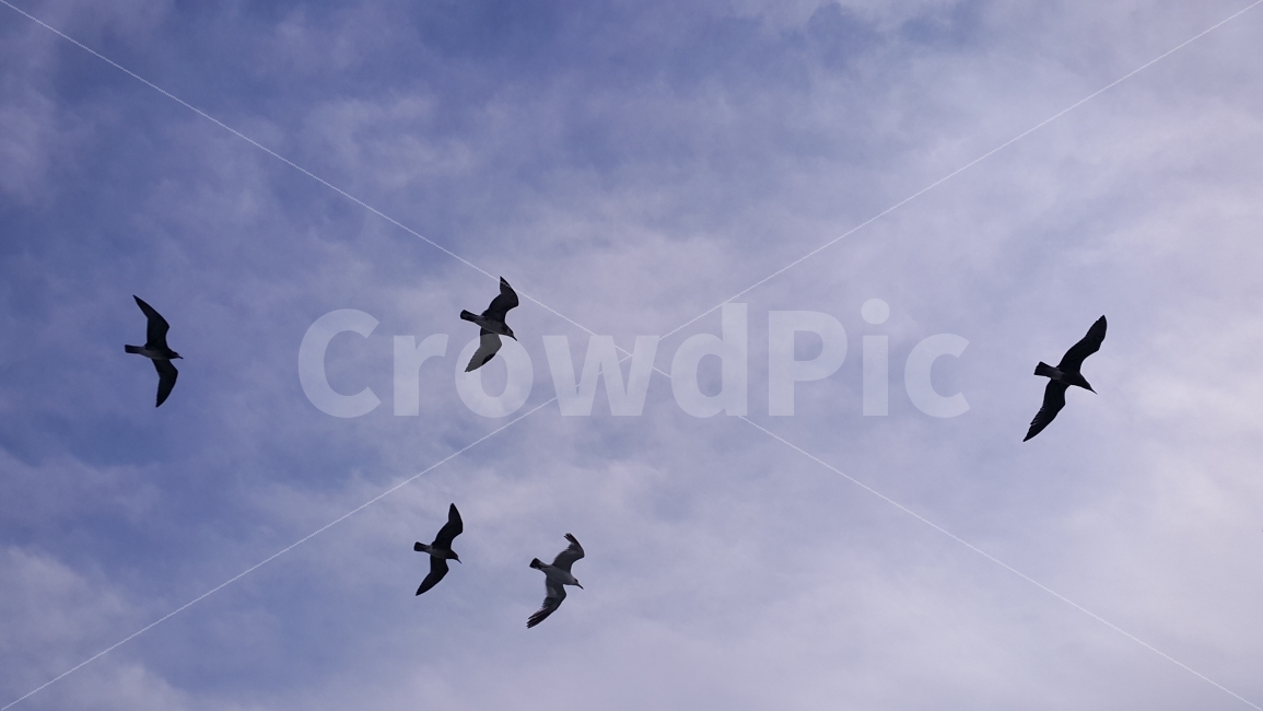 새,하늘,갈매기,실루엣,그림자,바닷가,바다,동물,animal,조류,새,birds