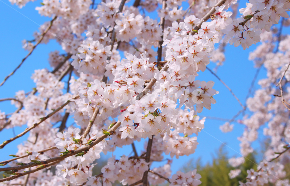 봄,벚꽃,벚꽃나무,블라썸,blossom