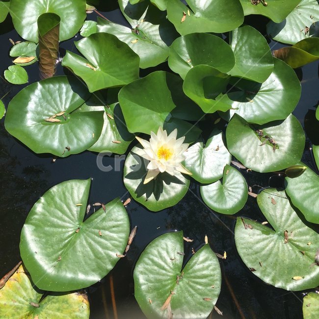 연꽃,식물,꽃,연못,자연,식물,자연,plants,nature