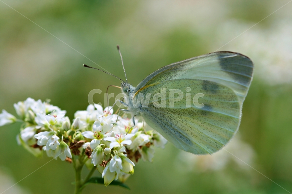 곤충,봄,식물,정원,자연,야외,식물,자연,plants,nature,꽃,flower,동물,animal,곤충,벌레,insect,bug