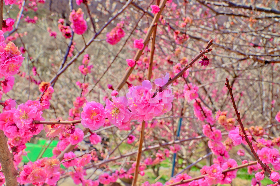 매화,홍매화,꽃,봄,분홍,봄,계절,spring,season,식물,자연,plants,nature,꽃,flower,plant,blossom,cherry blossom,벚꽃