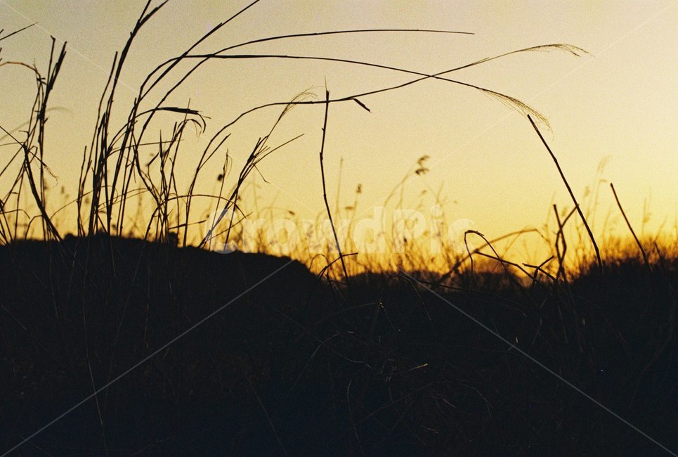 우포늪,늪지,자연,새벽,아침,필름사진,나무,빛,자연,풍경,nature,landscape,grass,잔디,plant,식물,lawn,reed,갈대