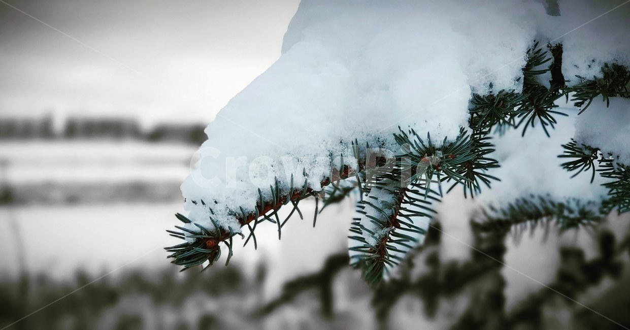 자연,nature,tree,얼음,ice,눈,snow,winter,겨울눈,겨울,나무,outdoors,plant,옥외,겨울,계절,winter,season