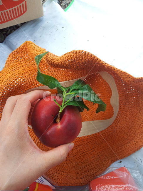 food,식품,plant,복숭아,아이스박스,모자,과일,천도복숭아,싱싱한과일