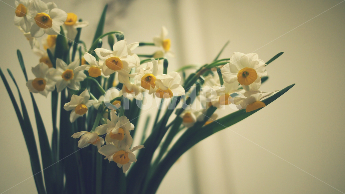 수선화,꽃,자연,하얀꽃,감성사진,식물,자연,plants,nature,꽃,flower,실내용화초,화분,화초,house plant,감성,sensible,feeling,인테리어,실내디자인,interior design