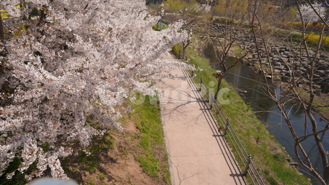 벚꽃,산책로,길,공원,냇가,강,봄,햇빛,맑은,꽃잎,꽃,blossom,cherryblossom,만개