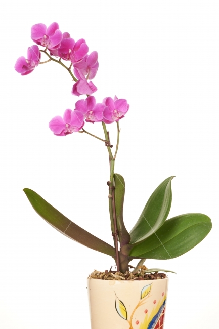 난초,팔레놉시스,화분,꽃,핑크,흰색배경,가지,꽃잎,누끼,식물,식물,자연,plants,nature,꽃,flower,실내용화초,화분,화초,house plant,누끼,remove background