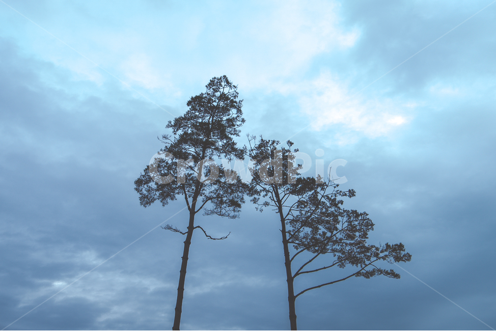강원도,흐림,소나무,새벽,외로움,나무,하늘,구름,쓸쓸함,treescloud,sky