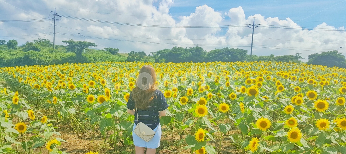 꽃,해바라기,하늘,풍경,뒷모습