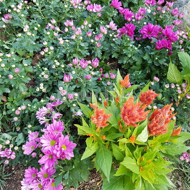 꽃,식물,plant,국화,화단,flower