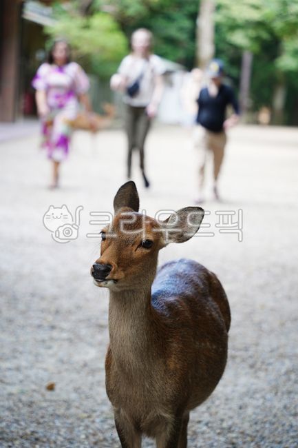deer,animal,national park,japan deer park,roe deer,deer park,park,cute,japan,goral,deer,nara,animal,japan