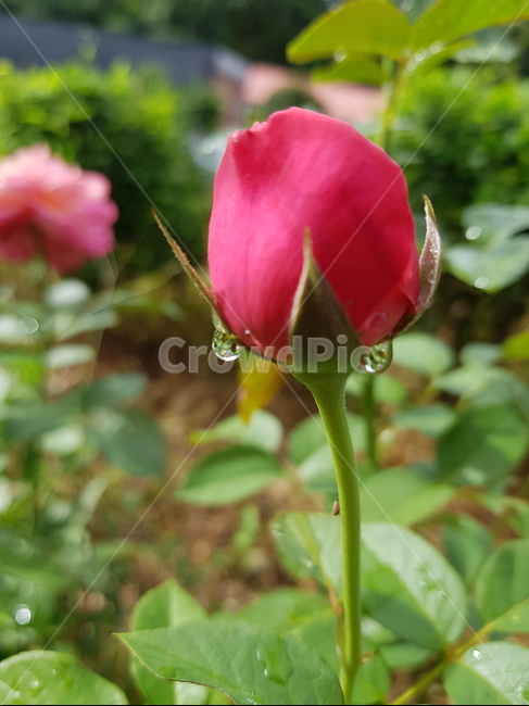 꽃,식물,장미,rose,flower,식물,자연,plants,nature,꽃,flower