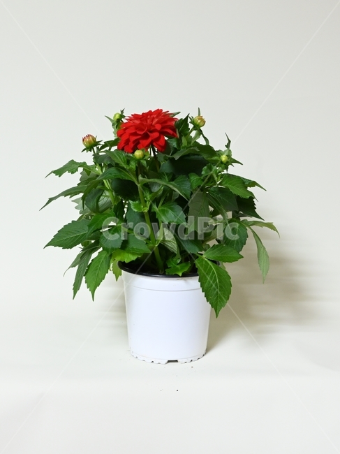 다알리아,dahlia,봄꽃,꽃,빨강꽃,실내용화초,화분,화초,house plant
