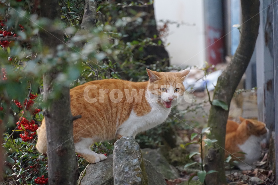 고양이,치즈,길냥이,코숏,코리안숏테일,동물,동물,animal,포유류,mammal,고양이,cat,kitten,kitty