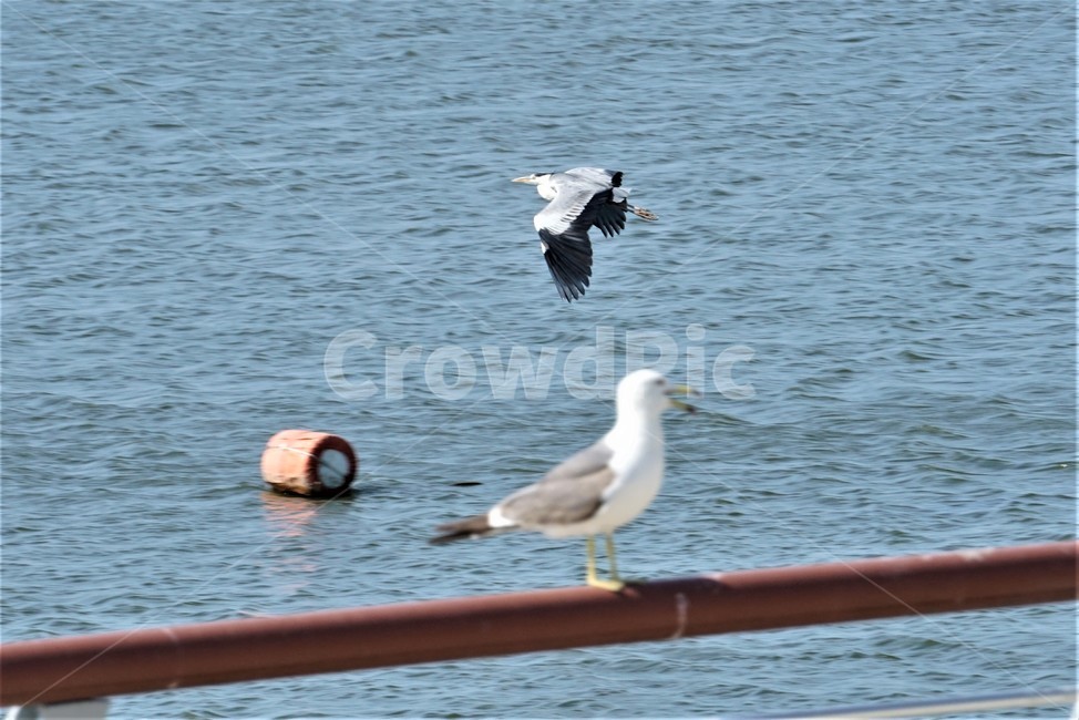 갈매기,도요목,commongull,새,조류,물새류,gull,괭이갈매기