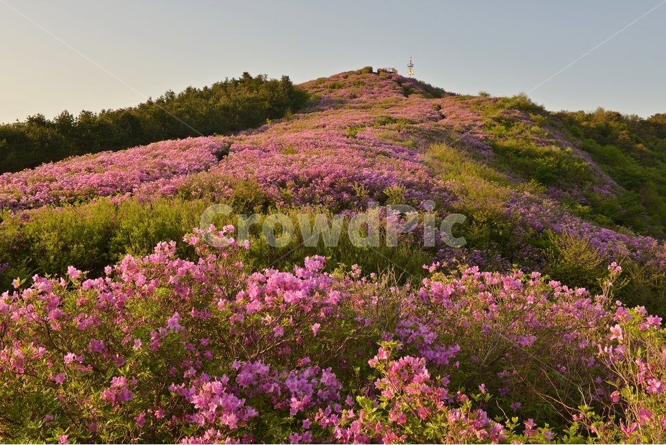 plant,식물,blossom,전북,남원,봉화산,봉화산철쭉제,철쭉,철뚝꽃,철뚝제,봉화산아침,여명,일출,해돋이,flower,꽃,flare,플레어,light,빛,sunlight,햇빛,자연,outdoors,옥외,mountain,산,mountainrange,산맥,slope,경사