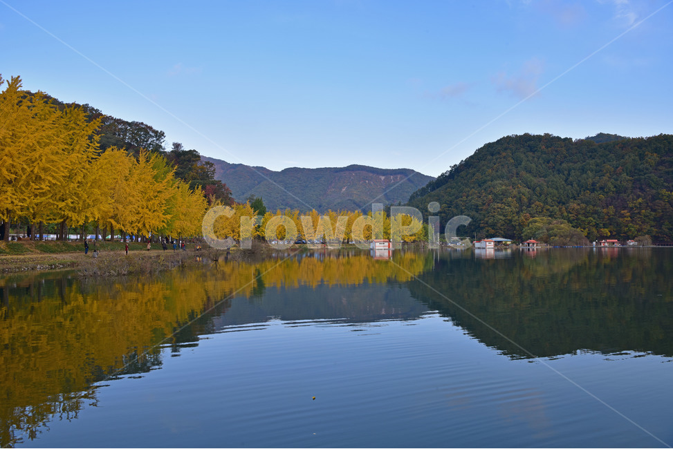 nature,자연,lake,호수,가을,반영,은행나무,후수풍경,가을풍경,호수반영,자연,풍경,nature,landscape,한국자연풍경,한국자연경관,korea nature landscape