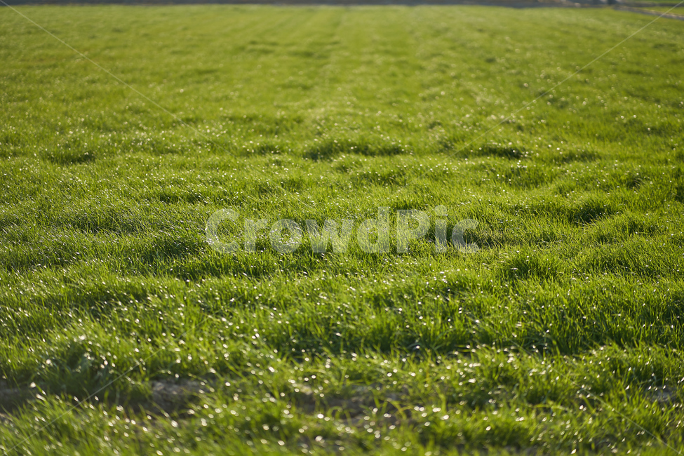 봄,보리,청보리,barley,yard,들