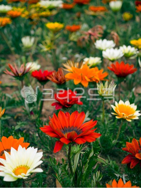 가자니아,훈장국,flower,꽃,꽃잎,자연,식물