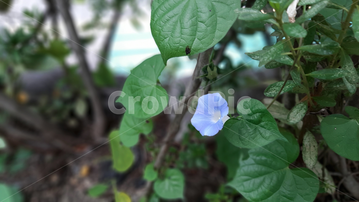 나팔꽃,flower,morningglory,blossom,야생화,꽃,식물,녹색,wildflower,plant,green,식물,자연,plants,nature,꽃,flower