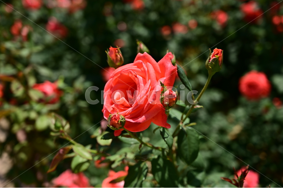 장미,rose,꽃,flower,식물,장미광장