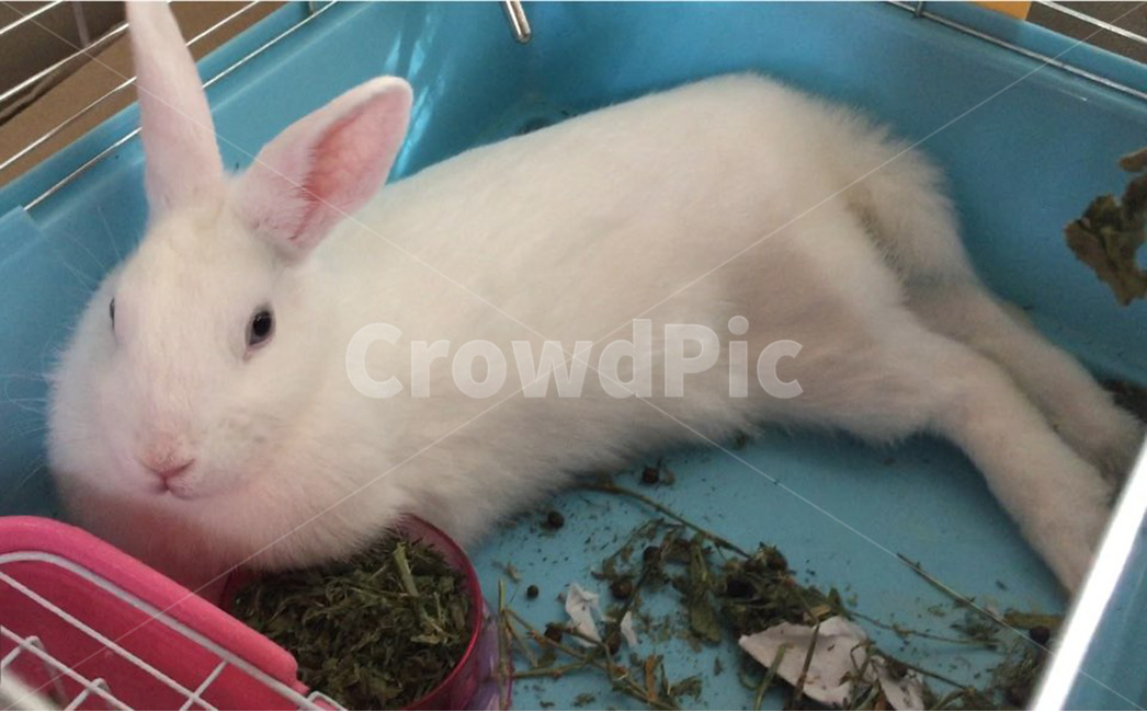 토끼,애완동물,동물,rabbit,animal,포유류,동물,animal,포유류,mammal