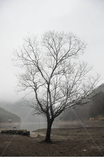 나무,자연,풍경,저수지,안개,나뭇가지,흐린날,tree,nature,lake,fog,morning,reservoir,landscape