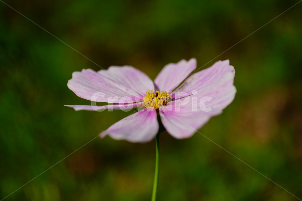 코스모스,cosmos,꽃,플라워,flower,자연,nature,식물,plants,가을,autumn,fall,9월,september,클로즈업,closeup,매크로,마크로,macro,접사,꽃사진,가을꽃,가을,계절,fall,autumn,season,식물,자연,plants,nature,꽃,flower,plant,geranium,제라늄,blossom
