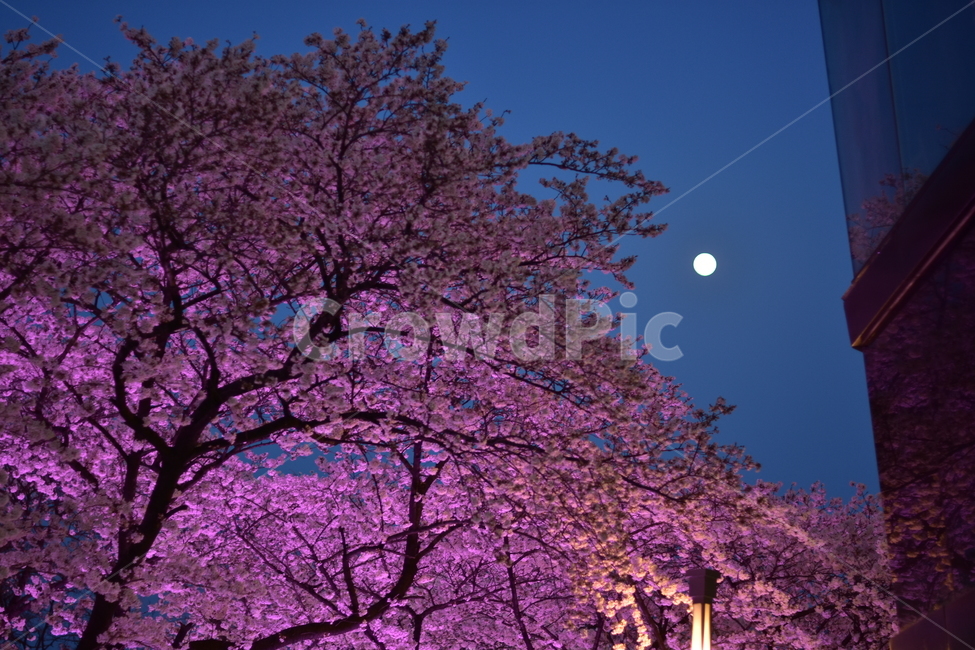 봄,벚꽃,야경,달,대구,두류공원,분홍,보름달,풍경,야경,밤,풍경,nightscape,night,landscape,plant,식물,flower,꽃,blossom