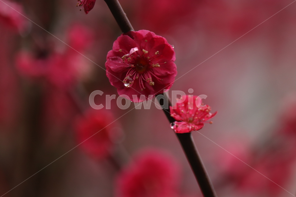 홍매화,꽃,봄날,감성,배경화면,자연,빛,비,이슬,식물,자연,plants,nature,꽃,flower