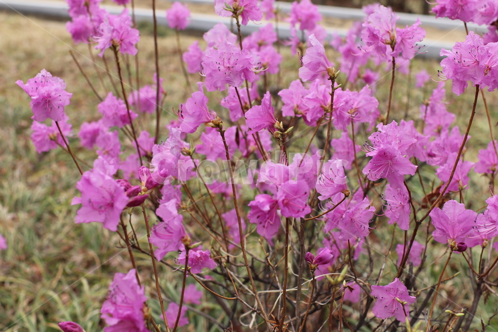 진달래,철쭉,봄꽃,봄,분홍색꽃,보라색꽃,flower,spring,예쁜꽃,예쁜,꽃,현충원,길가