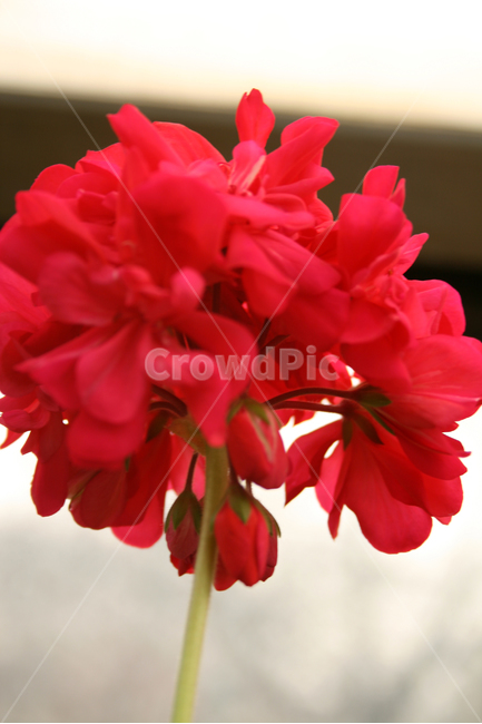 목성제라늄,제라늄,식물,flower,plants,nature,꽃,꽃봉오리,식물,자연,plants,nature,꽃,flower