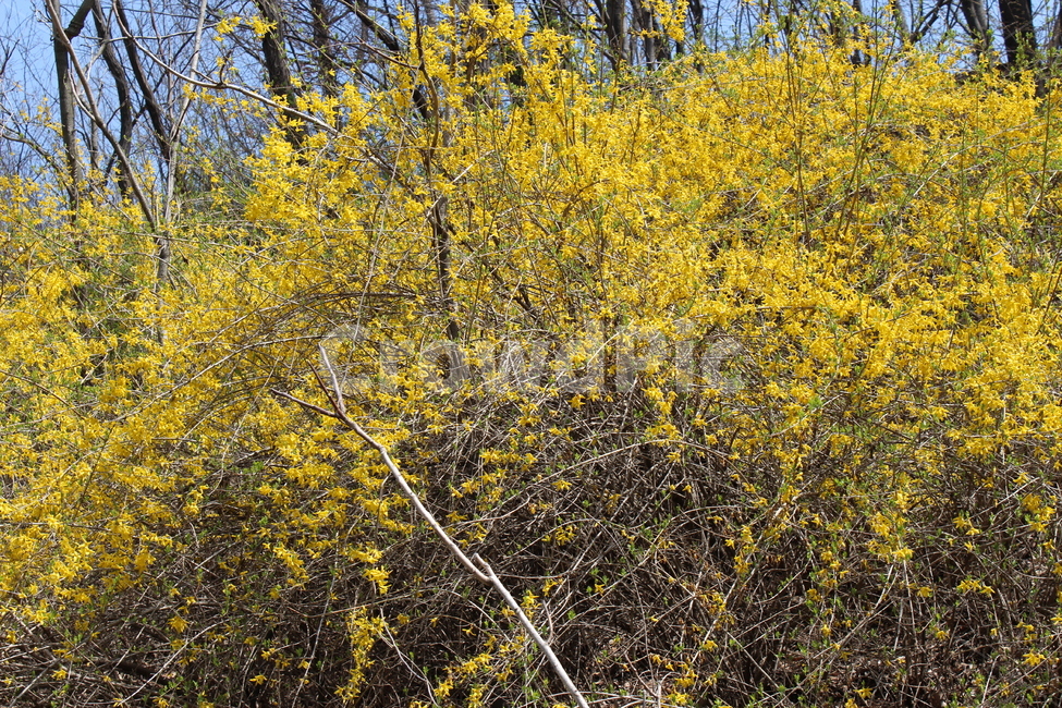 개나리,꽃,봄,들꽃,새싹,봄,계절,spring,season,식물,자연,plants,nature,꽃,flower,plant,tree,나무
