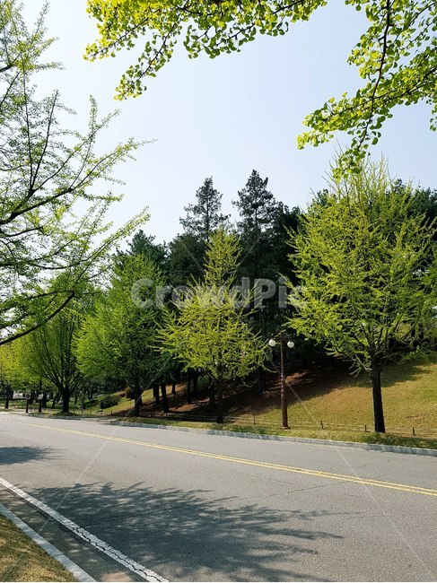 식물,tree,나무,road,도로,abies,아비,전나무,fir