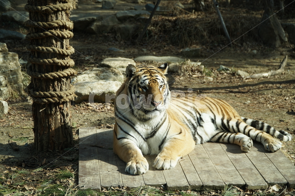 호랑이,tiger,동물,animal,포유류,mammals,맹수,savage,beast,육식동물,짐승,사나운,사납다,무서운,무섭다,맹호,범,고양이과,야생,자연,nature,타이거,한국호랑이,시베리아호랑이,백두산호랑이,아무르호랑이,동북호랑이,동북호,AmurTiger,pantheratigrisaltaica,동물,animal,포유류,mammal