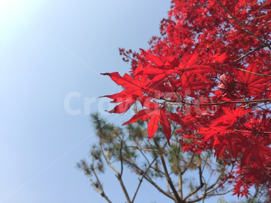 단풍,가을,붉은,단풍나무,가을하늘,하늘,푸른,자연,나무,가을,계절,fall,autumn,season,식물,자연,plants,nature,plant,leaf,잎,tree