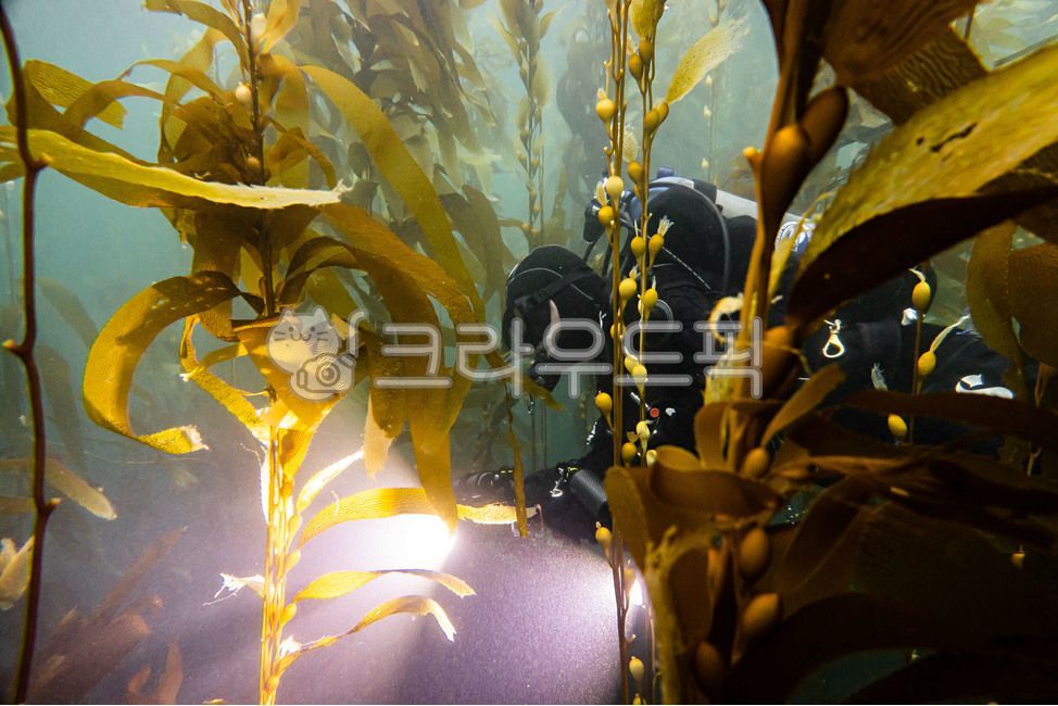 다이버,수중,다이빙,스쿠바다이빙,라이트,켈프숲,숲,자연,사람,diver,scubadiving,dive,light,person,diving,underwater,forest,underwaterjungle,nature,wildlife,sea,sealife,ocean,marine