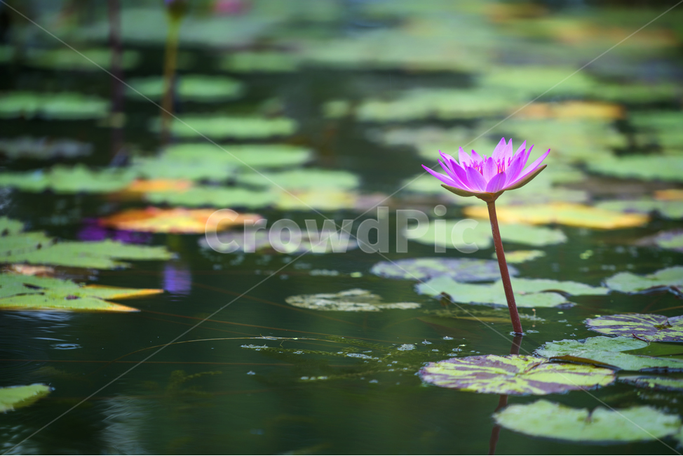 자연,풍경,꽃,감성,연꽃,식물,자연,plants,nature,꽃,flower