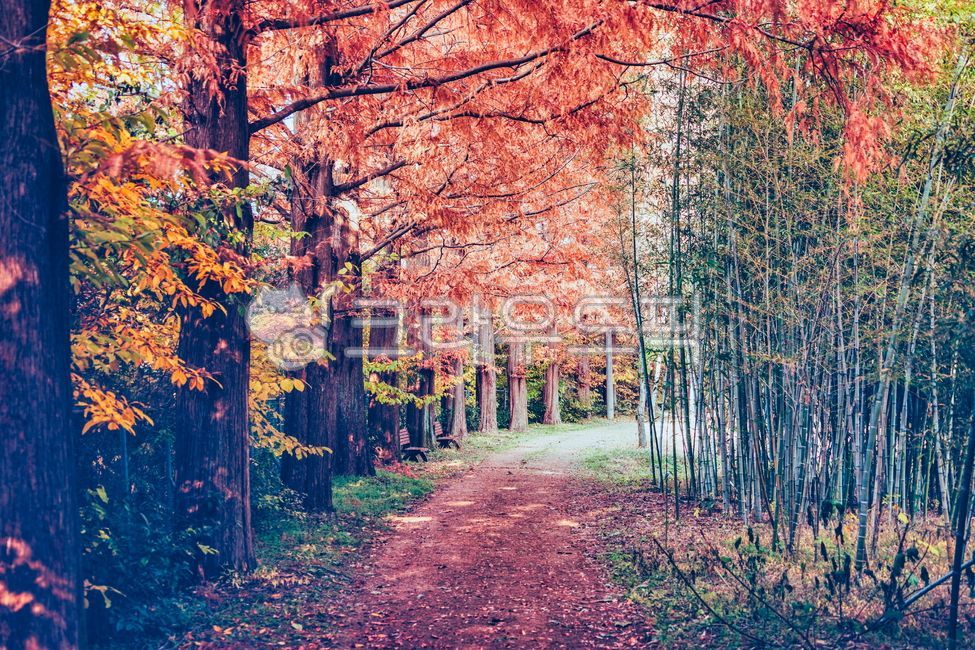 단풍,가을풍경,풍경,가을,나무,landscape,fall,autumn