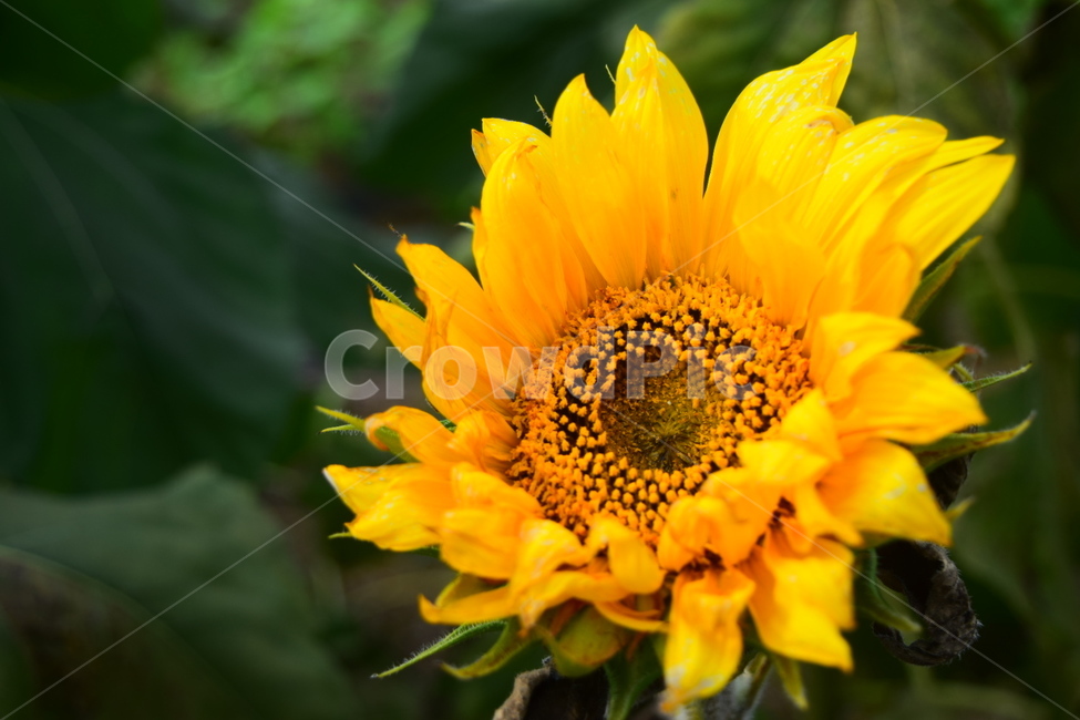 해바라기,sunflower,꽃,flower,노랑,자연,yellow,green,nature,식물,자연,plants,nature,꽃,flower