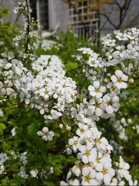 봄,꽃,식물,화초,자연,plant,nature