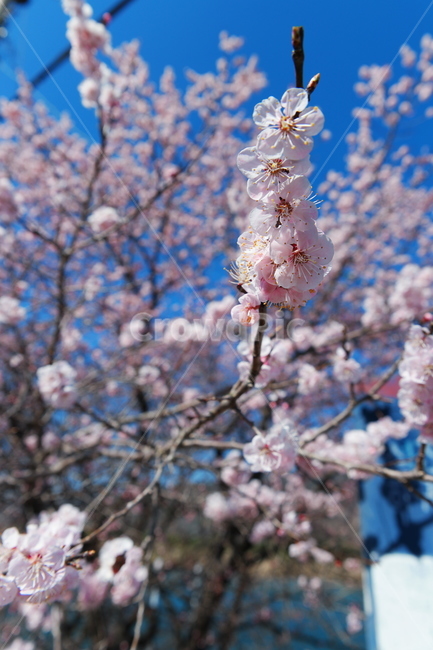 매화꽃,매화,봄,봄꽃,하얀꽃,blossom,flower