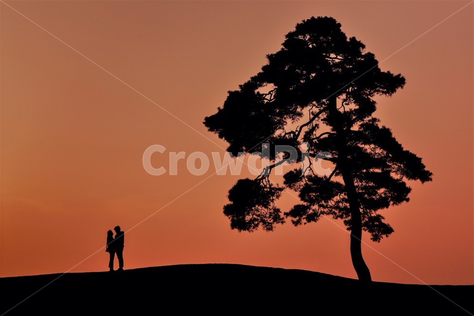노을,풍경,사랑,커플,바라보기,눈빛,나무,연인,기념일,사람,인물,인간,human,person,연인,커플,사랑,lover,couple,인물실루엣,사람실루엣,character silhouette,human silhouette,silhouette,실루엣,nature,자연,outdoors,옥외