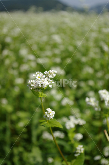 메밀밭,꽃,꽃밭,메밀꽃,flower,식물,자연,plants,nature,꽃,flower