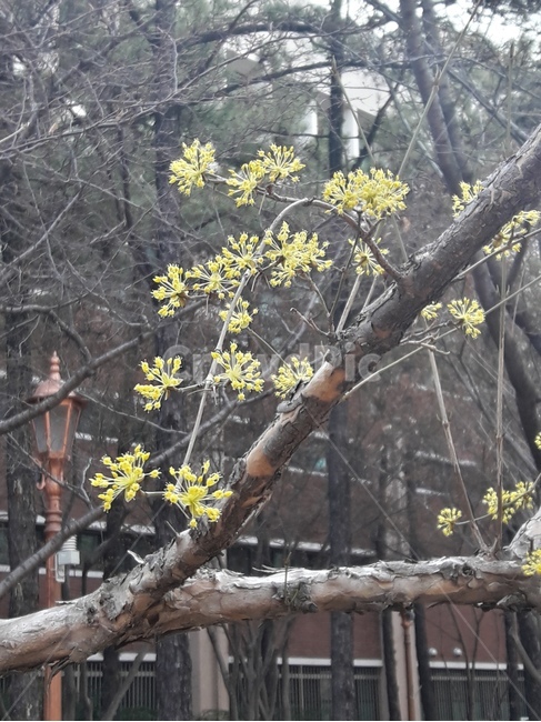 꽃,식물,flower,꽃나무,plant,flowers