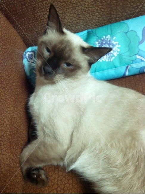 고양이,여자고양이,샴고양이,이쁜고양이,동물,동물,animal,포유류,mammal,고양이,cat,kitten,kitty