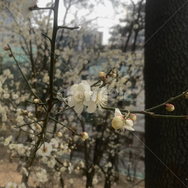 꽃,식물,plant,봄,감성,mood,flower,식물,자연,plants,nature,꽃,flower