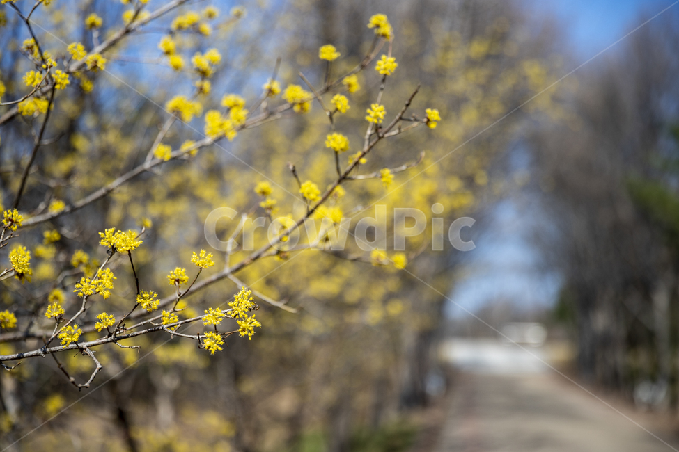 봄,봄꽃,꽃,산수유,노란꽃,japanesecornliancherry,flower,spring,cornusofficinalissetz,cornusofficinalissieboldzucc,봄,계절,spring,season,식물,자연,plants,nature,꽃,flower,plant,blossom